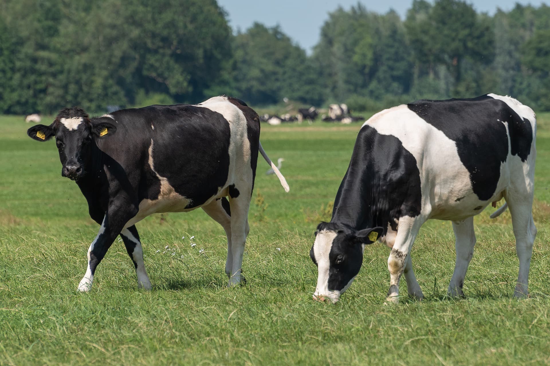 cows-4365595_1920.jpg